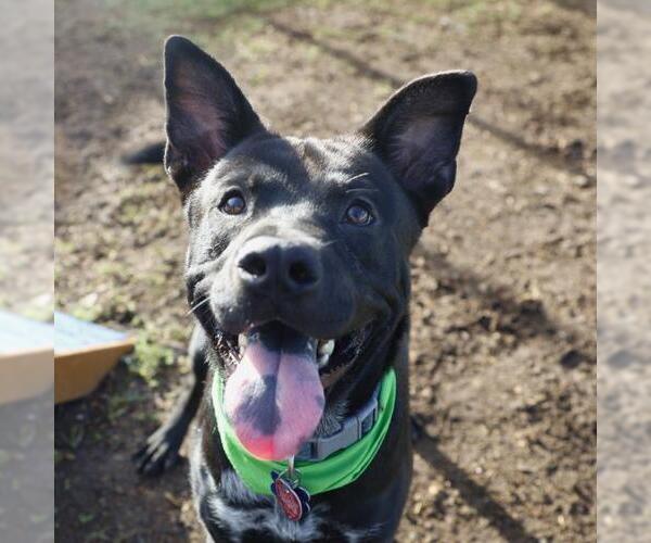 Medium Photo #1 American Staffordshire Terrier-Unknown Mix Puppy For Sale in San Antonio, TX, USA