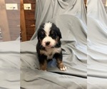 Puppy Mr Blue Bernese Mountain Dog