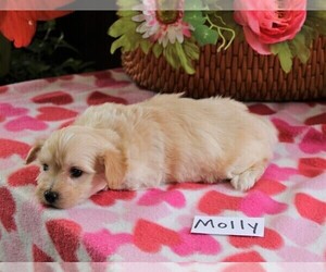 Maltipoo Puppy for sale in HOPKINSVILLE, KY, USA
