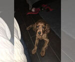 Small Photo #9 Irish Setter Puppy For Sale in KINGWOOD, TX, USA
