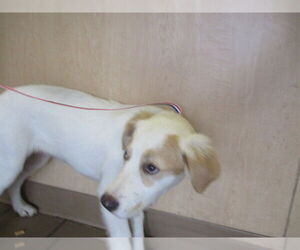 Border Collie Dogs for adoption in Ocala, FL, USA