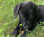 Small Photo #16 Labrador Retriever Puppy For Sale in SPOTSYLVANIA, VA, USA