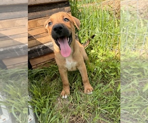 Australian Shepherd-German Shepherd Dog Mix Puppy for sale in MADISON, WI, USA