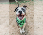 Pretty Princess FOSTER NEEDED TOO! - Female American Staffordshire Terrier-Unknown Mix Dog for Adoption - Small photo