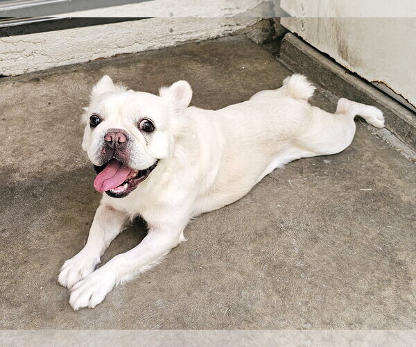 Medium Photo #4 French Bulldog Puppy For Sale in Mission Viejo, CA, USA