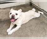 Small #3 French Bulldog