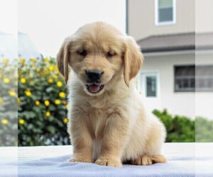 Golden Retriever Puppy for sale in GAP, PA, USA