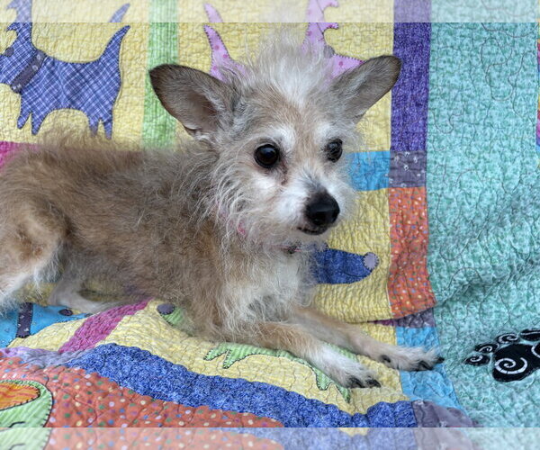 Medium Photo #3 Mutt Puppy For Sale in Wheaton, IL, USA