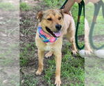 Small #9 Labrador Retriever Mix