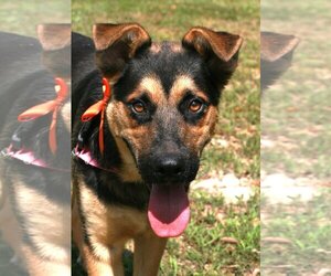 German Shepherd Dog-Unknown Mix Dogs for adoption in Attalka, AL, USA