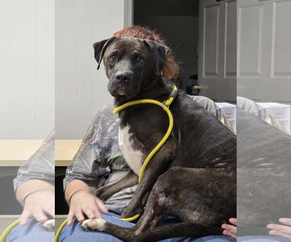 Medium Photo #2 Mutt Puppy For Sale in Yardley, PA, USA