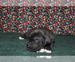 Great Dane Puppy for sale in BLOOMINGTON, IN, USA
