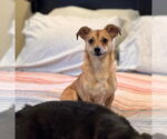Small #1 Chihuahua