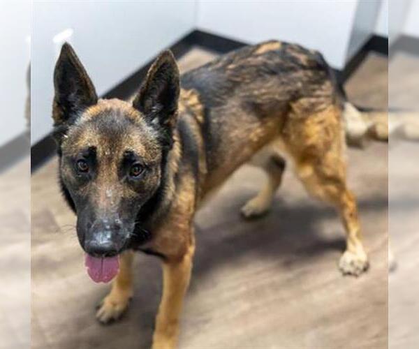 Medium Photo #3 German Shepherd Dog Puppy For Sale in Aurora, IL, USA