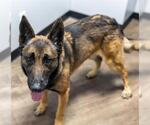 Small Photo #3 German Shepherd Dog Puppy For Sale in Aurora, IL, USA