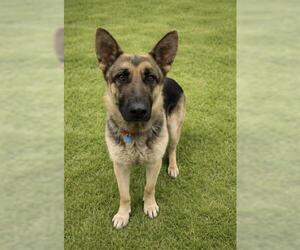 German Shepherd Dog Dogs for adoption in HESPERIA, CA, USA