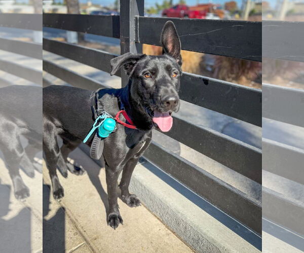 Medium Photo #4 Shepradors Puppy For Sale in San Diego, CA, USA