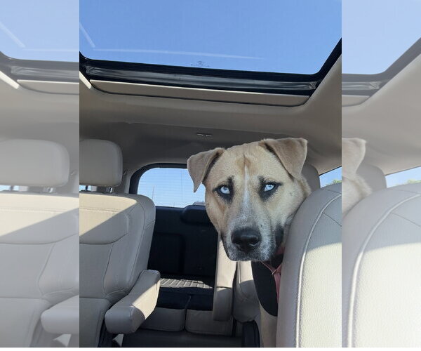 Medium Photo #7 Mutt Puppy For Sale in Euless, TX, USA