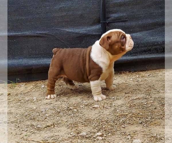 Medium Photo #3 Bulldog Puppy For Sale in LAS VEGAS, NV, USA