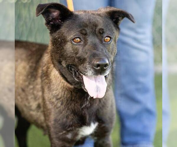 Medium Photo #2 German Shepherd Dog-Unknown Mix Puppy For Sale in Camarillo, CA, USA