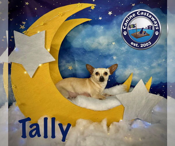 Medium Photo #4 Chihuahua-Unknown Mix Puppy For Sale in Arcadia, FL, USA