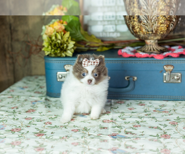 Medium Photo #2 Pomeranian Puppy For Sale in NAPPANEE, IN, USA