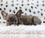 Small #1 French Bulldog