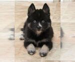 Small Photo #5 Pomsky Puppy For Sale in SEBRING, FL, USA