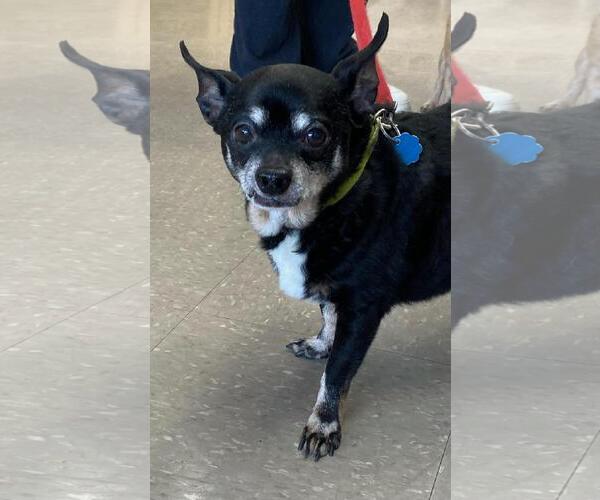 Medium Photo #6 Chihuahua-Unknown Mix Puppy For Sale in Rootstown, OH, USA