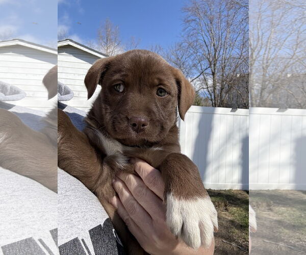 Medium Photo #2 Aussiedoodle Puppy For Sale in Fenton, MO, USA