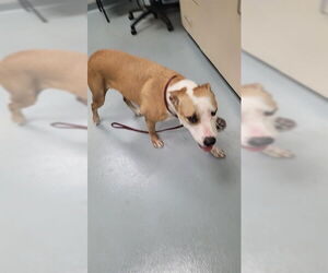 American Pit Bull Terrier-Unknown Mix Dogs for adoption in St. Cloud, FL, USA
