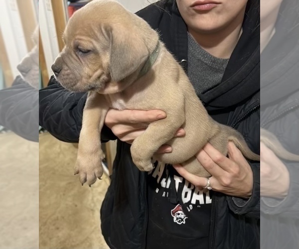 Medium Photo #6 American Bully Puppy For Sale in THOMSON, GA, USA