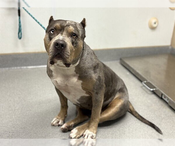 Medium Photo #2 Mutt Puppy For Sale in Rancho Cucamonga, CA, USA