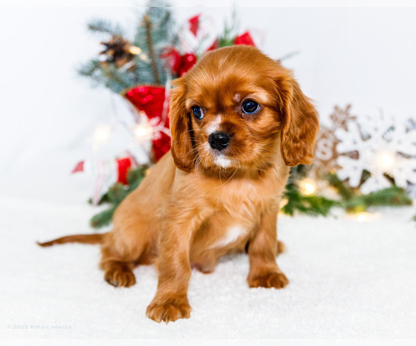 Medium Photo #26 Cavalier King Charles Spaniel Puppy For Sale in WAKARUSA, IN, USA