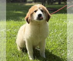 Small Great Pyrenees