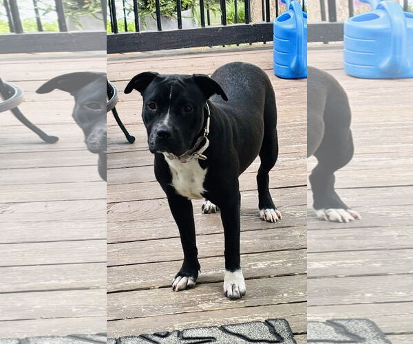 Medium Photo #1 American Pit Bull Terrier-Unknown Mix Puppy For Sale in New London, WI, USA