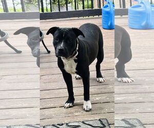 American Pit Bull Terrier-Unknown Mix Dogs for adoption in New London, WI, USA
