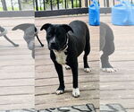 Small American Pit Bull Terrier Mix