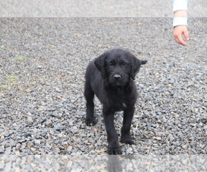 Labradoodle Puppy for sale in SHILOH, OH, USA