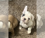Small Photo #2 French Bulldog Puppy For Sale in DRY RIDGE, KY, USA