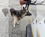 Small German Shepherd Dog Mix