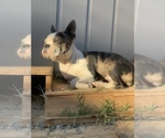 Small Photo #1 Boston Terrier Puppy For Sale in TULARE, CA, USA