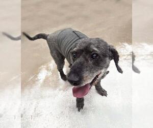 Pepper - Male Poodle (Miniature)-Unknown Mix Dog for Adoption - Photo #2