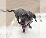 Small Photo #2 Poodle (Miniature)-Unknown Mix Puppy For Sale in Plover, WI, USA