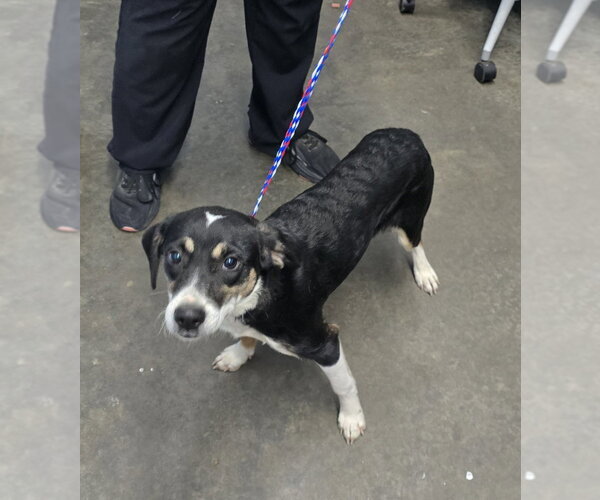 Medium Photo #1 Beagle-Unknown Mix Puppy For Sale in Evansville, IN, USA