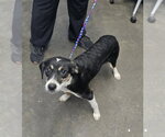 Bunny - Female Beagle-Unknown Mix Dog for Adoption - Small photo