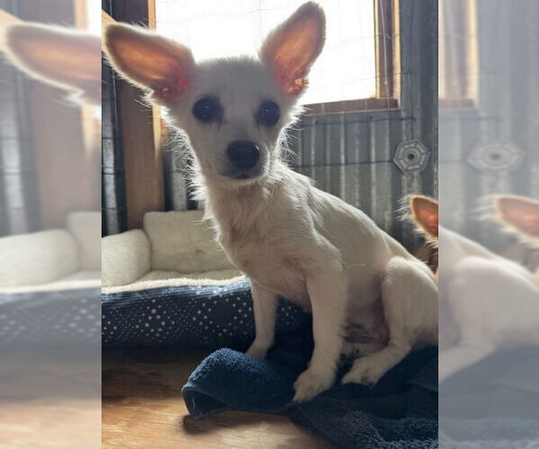 Medium Photo #3 Mutt Puppy For Sale in Williamsburg, NM, USA