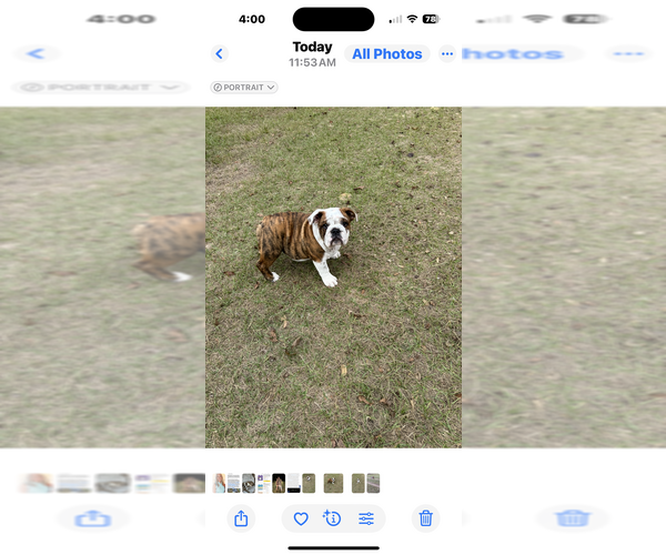 Medium Photo #2 English Bulldog Puppy For Sale in MARIANNA, FL, USA