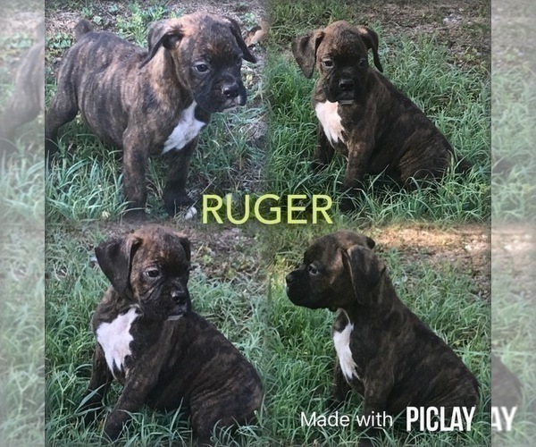 Medium Photo #1 Boxer Puppy For Sale in SHELL KNOB, MO, USA