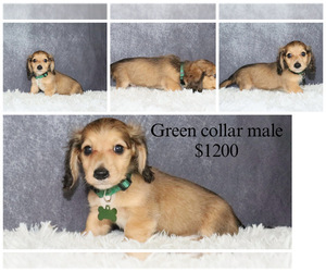 Dachshund Puppy for sale in INDEPENDENCE, IA, USA